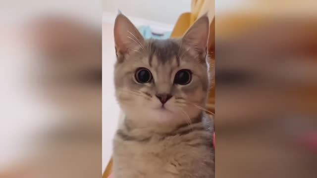 🤣🤣🤣 СМЕШНЫЕ ЖИВОТНЫЕ ЛУЧШИЕ ПРИКОЛЫ С КОТАМИ, СОБАКАМИ, ЖИВОТНЫЕ, СМЕШНЫЕ ВИДЕО