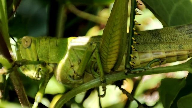Locusts are herbivorous insects