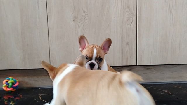 Чемпионы любой выставки