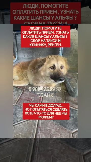Альфа, быть или не быть , вот в чем вопрос... помогите пожалуйста попасть на прием