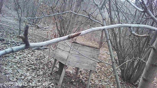 Проснувшиеся почки на саженце из теплицы