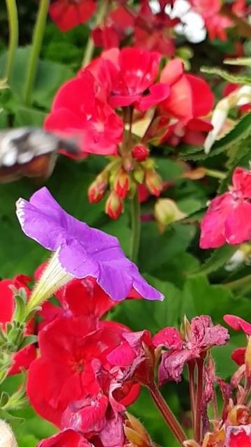 Taubenschwänzchen Flügelschlag - Hummingbird Hawk Moth in Super-Slowmotion