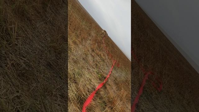 Мерген ищет дом