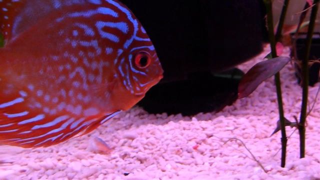 Cardinal Tetra Eaten By My Discus Fish