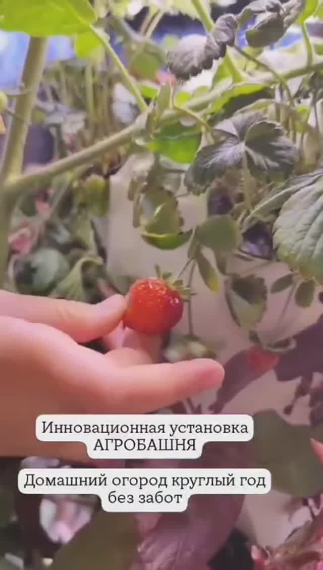 Огород на подоконнике. АгроБашня мини