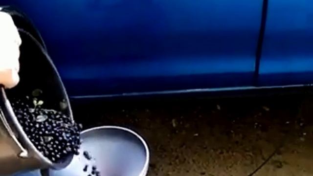 Очистка ягоды от мусора (Тест № 2). Черника