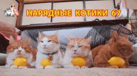 Нарядные Котики расслабляются на солнышке 🌞 🐈🐈⬛🐈 (67)