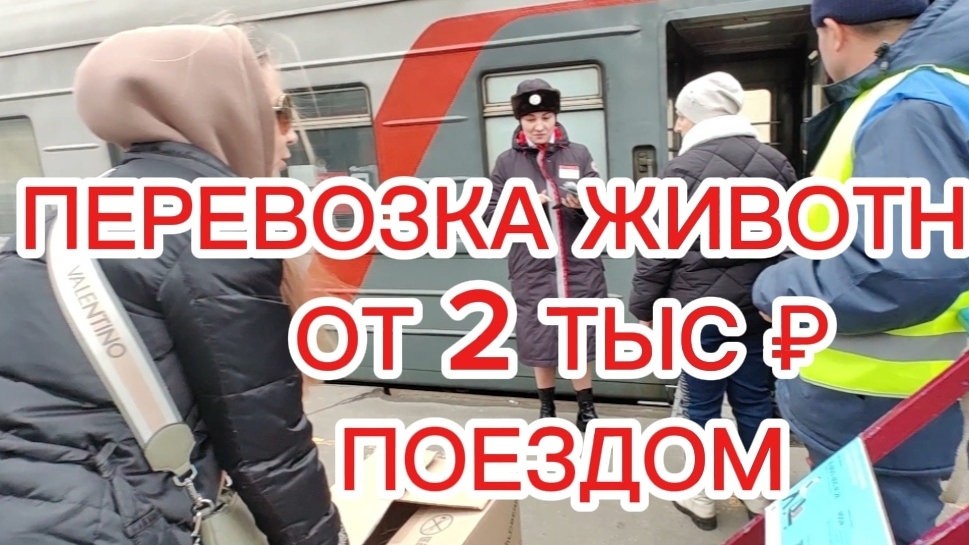 КАК ПЕРЕВЕЗТИ ЖИВОТНОЕ ОТ 2х тыс. руб. |ПОЕЗДОМ | В КАССЕ НЕ СКАЖУТ| НЕВЕСТА ДЛЯ АЛТАЯ
