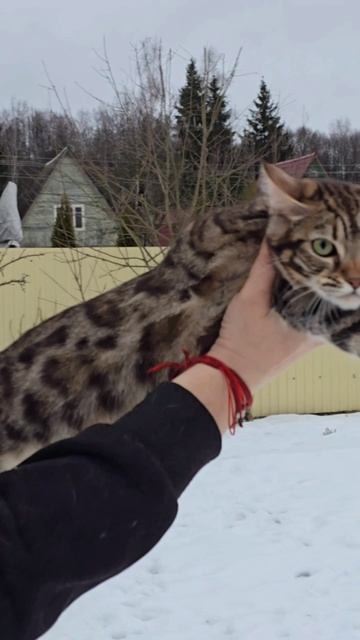 Красивая бенгальская девочка🦊🐱❤️Замечательная милая ласковая киса 🐣6,5мес +79261413092 свободна