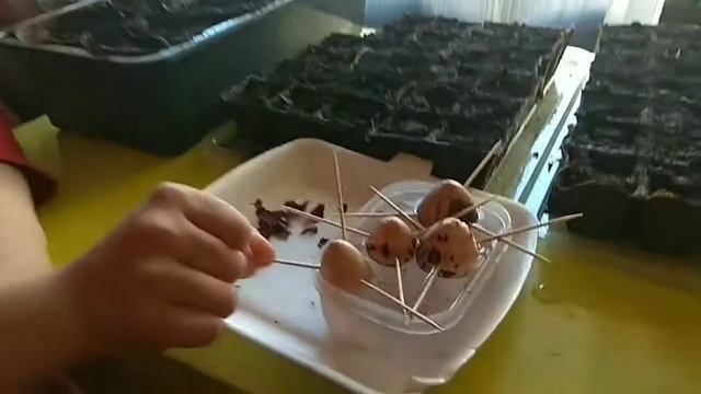 Выращиваем авокадо
