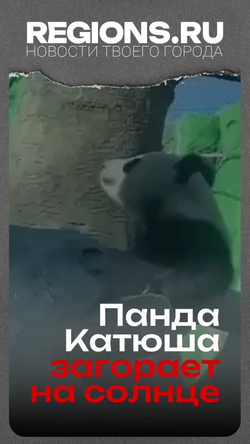 Панда Катюша загорает на солнце