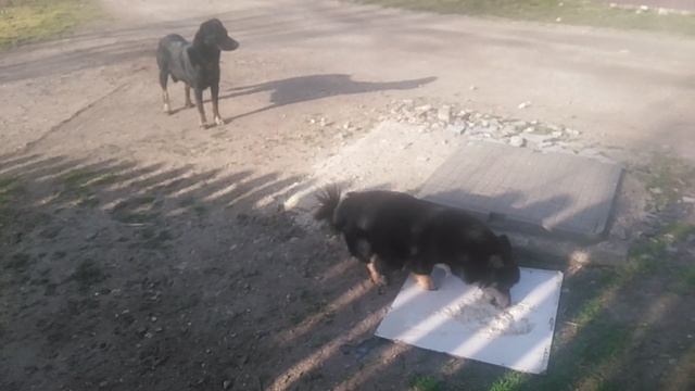 VID_20250313_083734
