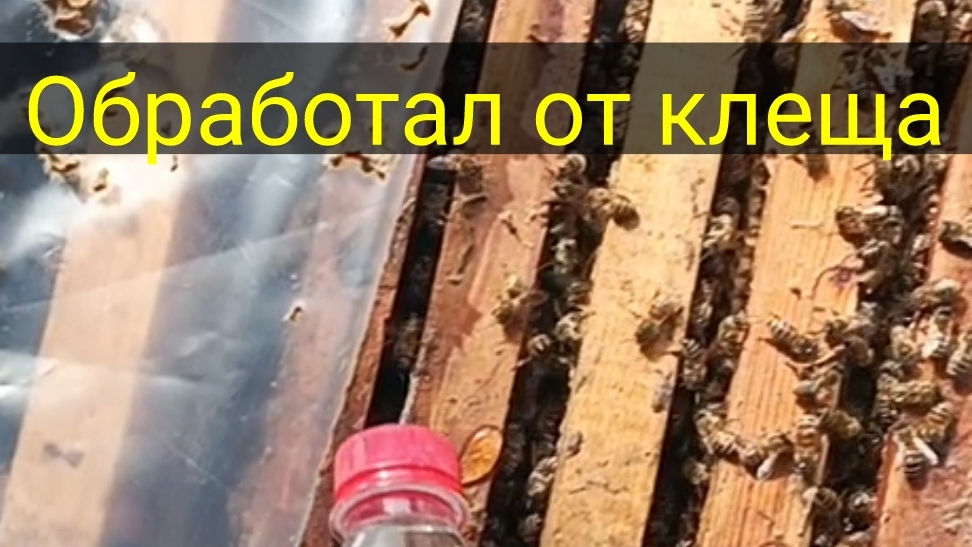 Обработал от клеща , после изоляции.