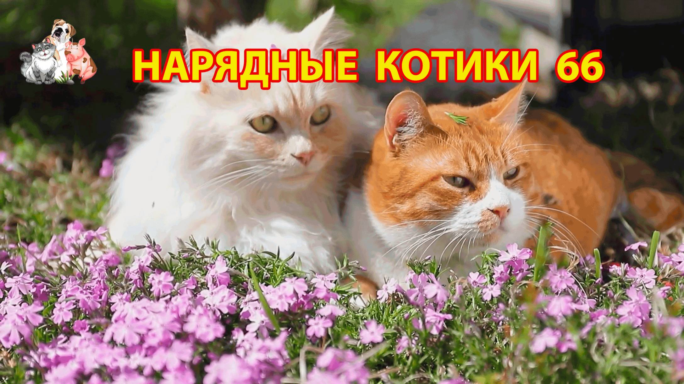 Нарядные Котики расслабляются на солнышке 🌞 🐈🐈⬛🐈 (66)