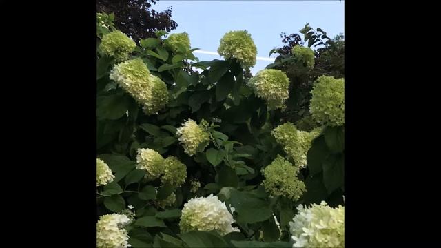Limelight Hydrangea       Grown and Sold at Highland Hill Farm