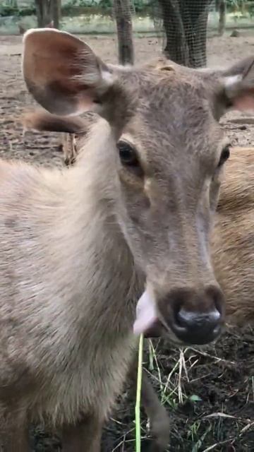 Deer / Animal
