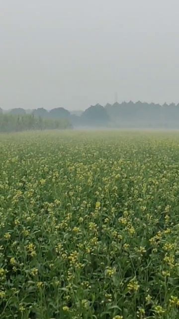 #Black#mustard#agriakash #hindi #seed #agriculture #farming #45S46#hitai#Bhaubali-5252