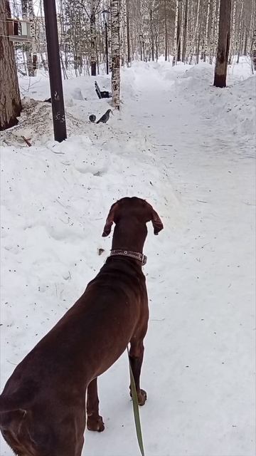 стезя