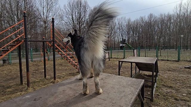 У хаски Дика самый красивый хвост) 15.03.25