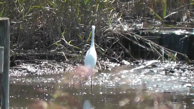 Great egret (Ardea alba)