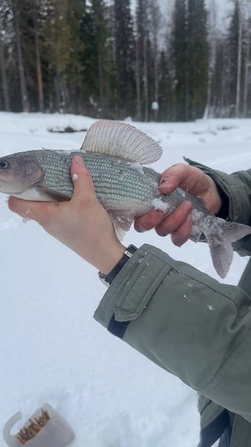 На одной из таежных речек😁