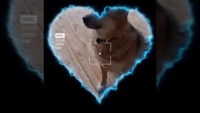 1000019129.mp4 (Собака смотрит на электроснабжение дома А-фрейм)