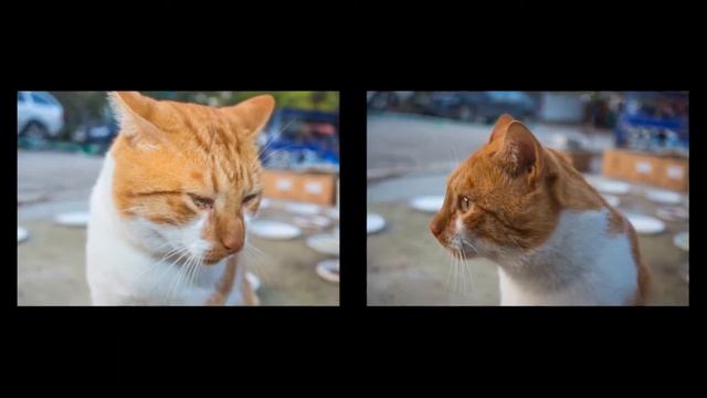 Коты Нового Света