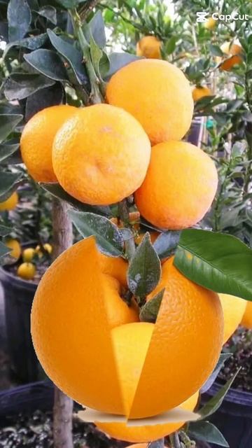 LET SEE WHAT INSIDE OF THIS ORANGE   FRUIT'S #asmr #short #satisfying #viralvideo