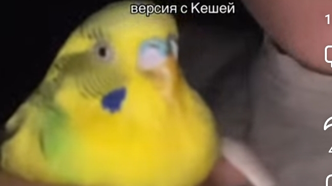кеша
