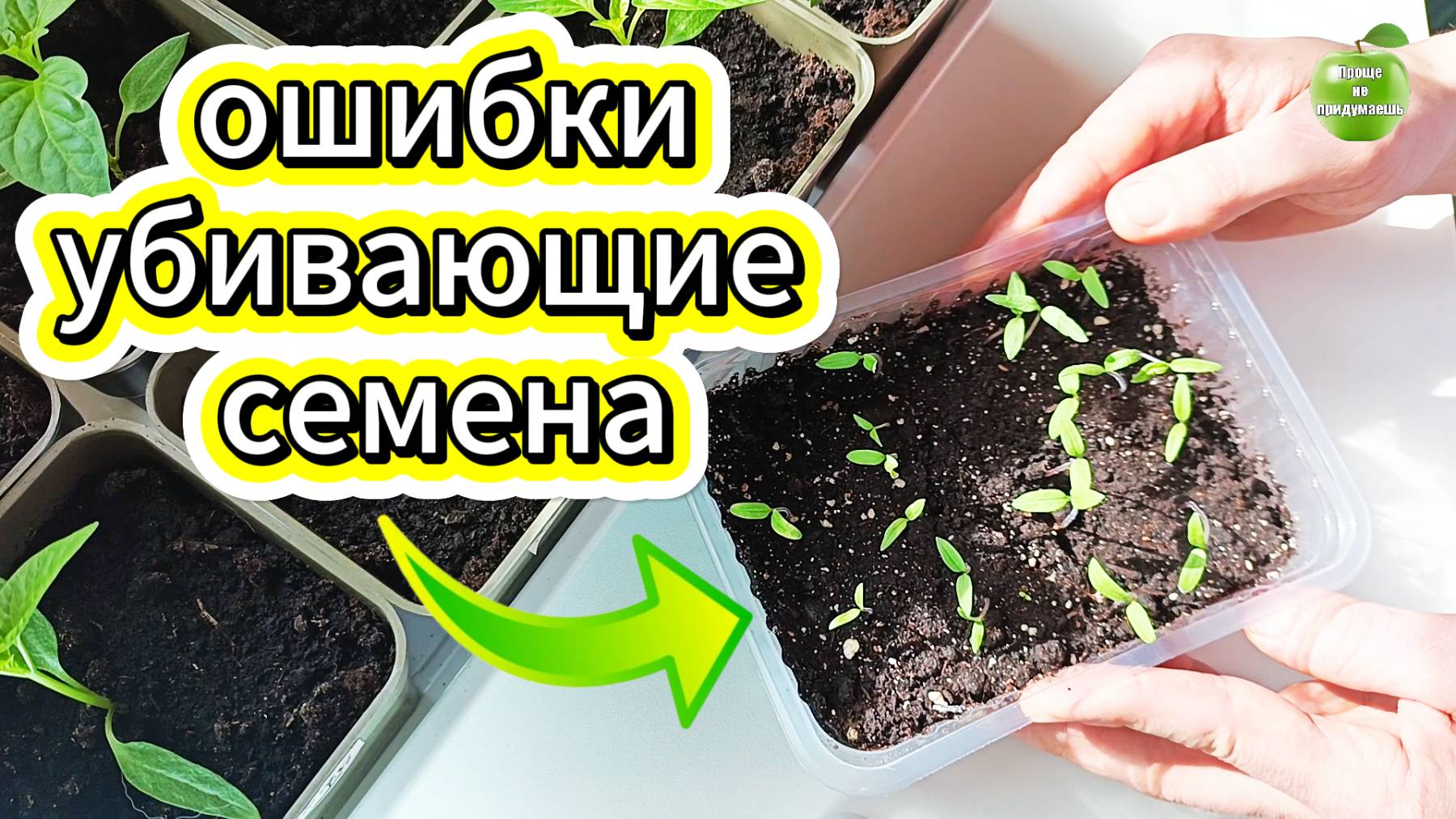 ПОЧЕМУ СЕМЕНА НЕ ВСХОДЯТ  ???