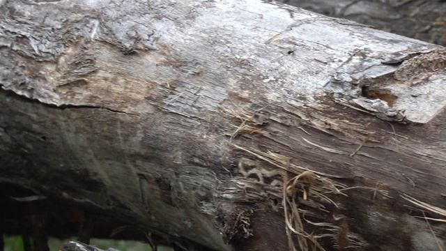 Fallen trees - That Once Stood Tall