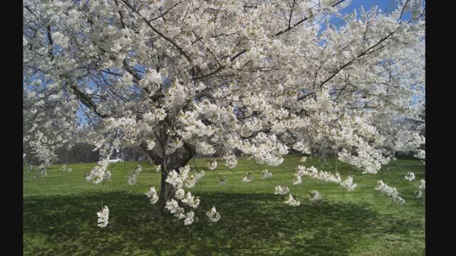 Расцвела под окошком