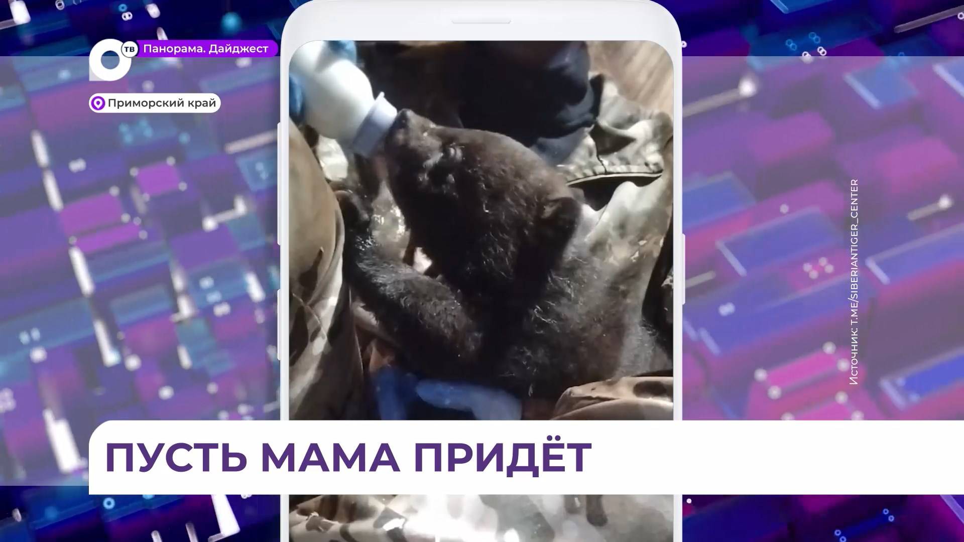 Осиротевшие медвежата поступили в реабилитационный центр «Тигр» в селе Алексеевка
