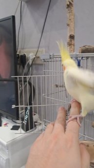 Сажаю кореллу на руку #попугай #корелла #parrot #cockatiel #birds #corella