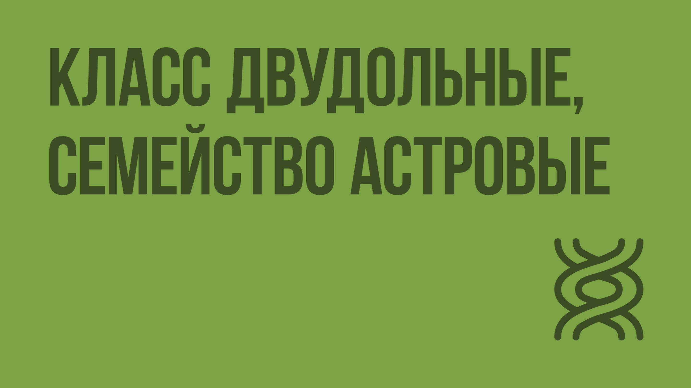 Двудольные, семейство Астровые. Видеоурок по биологии 6 класс