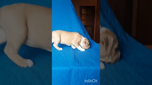 InShot_20250317_132448044.mp4