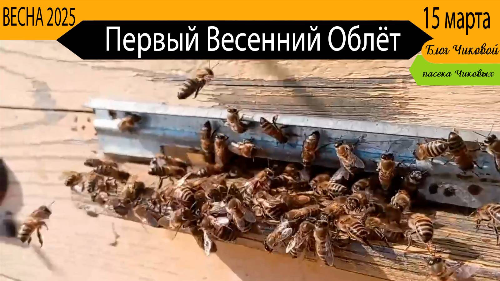 Весенний облёт пчёл (15. 03. 2025)