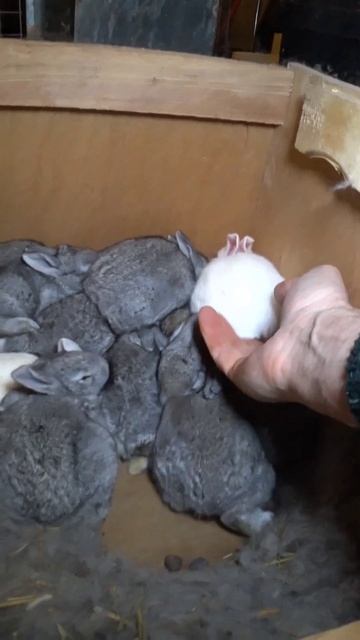 Альбиносы в гнезде Советской шиншиллы  #bunny #rabbit #кролики #крольчата