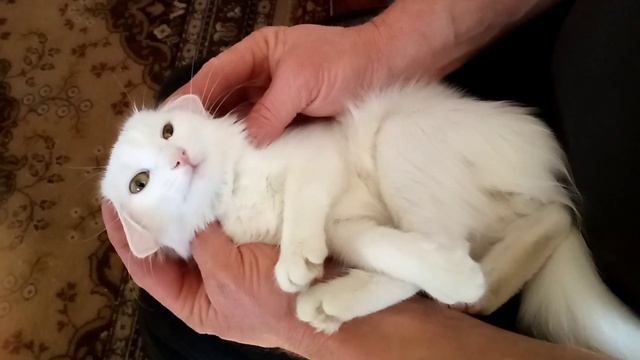 Я Масяня!!