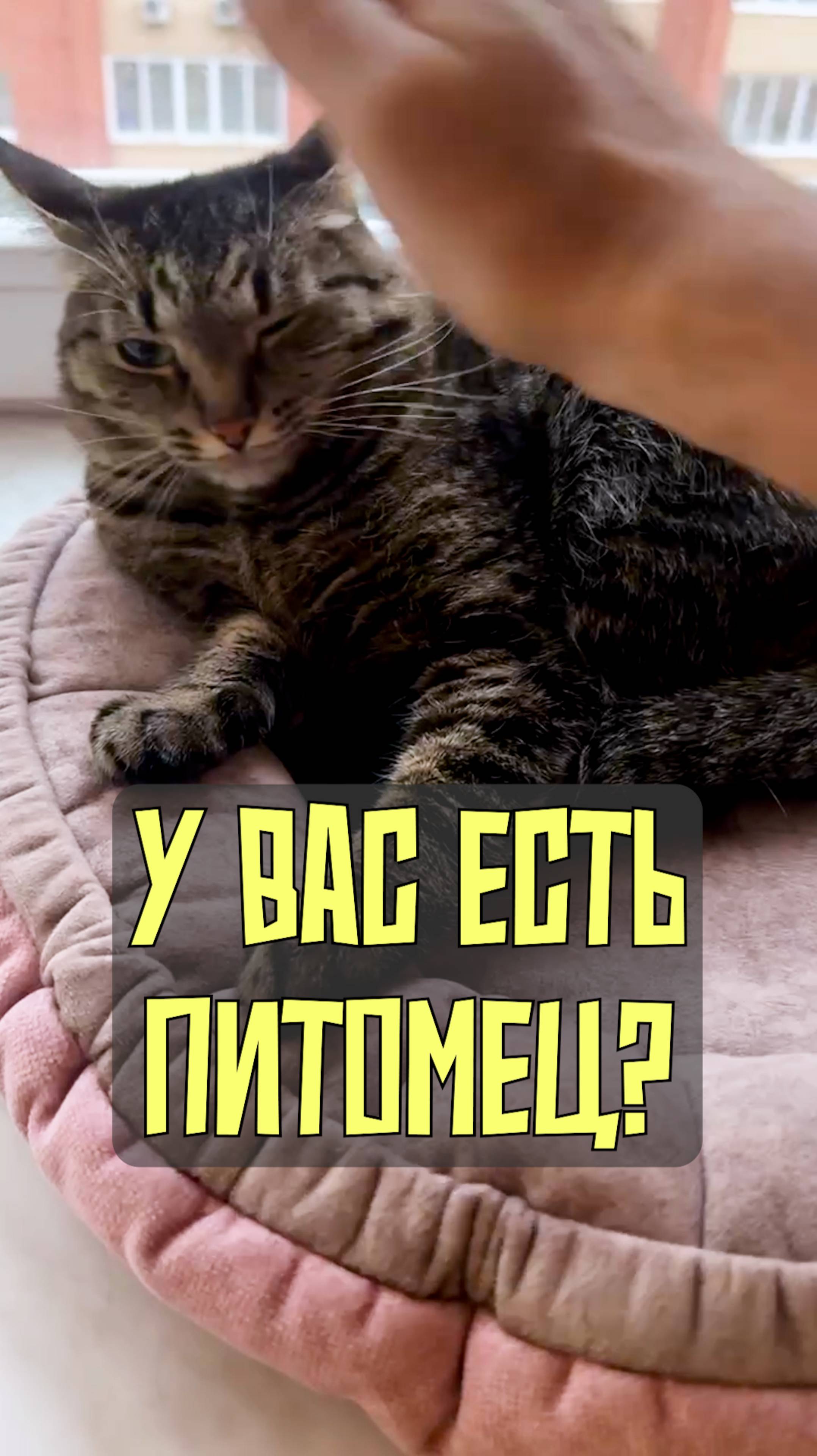 Ваш любимец