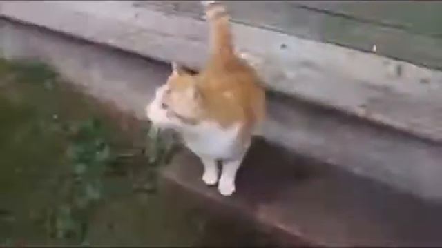 Смешные коты.mp4