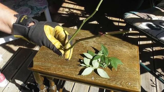 How to take rose cuttings - June/July is a good time to take them!! EASY?