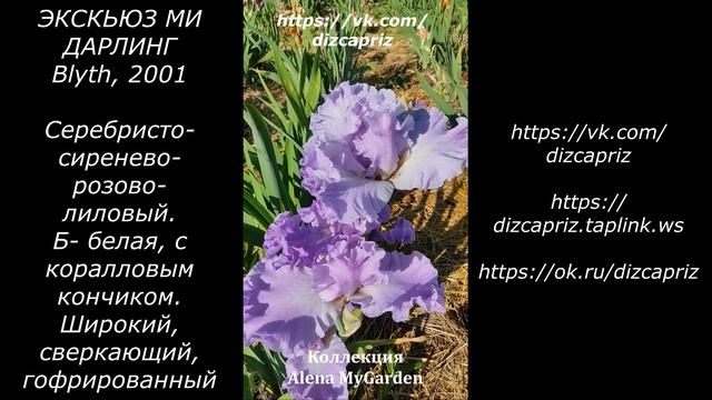 ИРИС EXCUSE ME DARLING  #ирисы #клематисы #лилейники