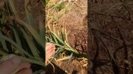 Лошадиный чеснок 2