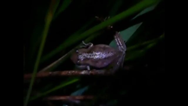 Hyla femoralis