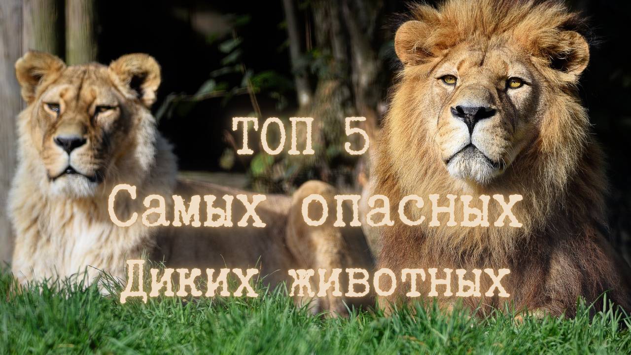 Самые опасные дикие животные планеты ТОП-5 (Будьте осторожны!)