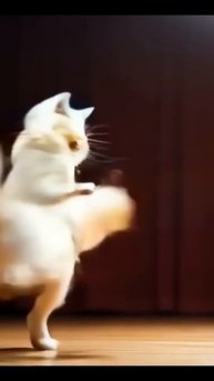 When your cat becomes a star | catox life #cats #shorts #catoxlife