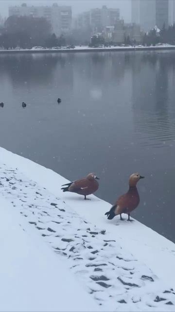 ❄️Снег и не думает прекращаться: в некоторых районах все замело❄️