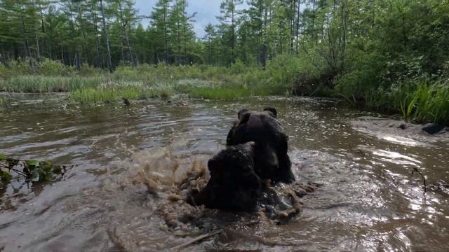 Медвежата любят дурачиться в воде.