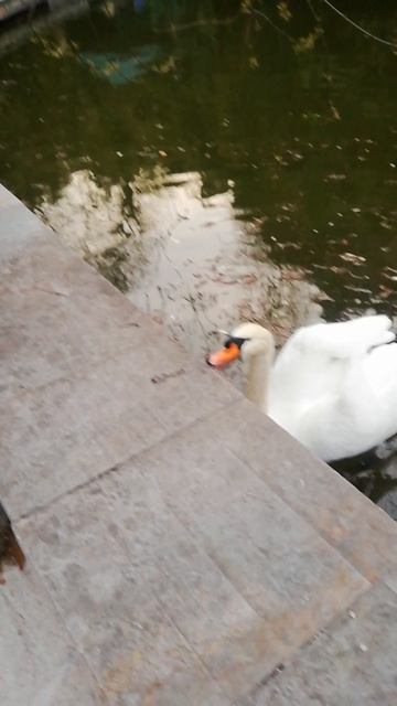 VID_20250316_183915.mp4